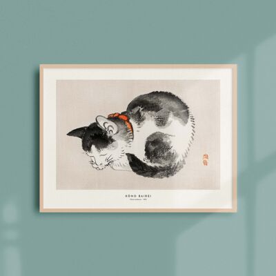 30x40 Poster - Schlafende Katze