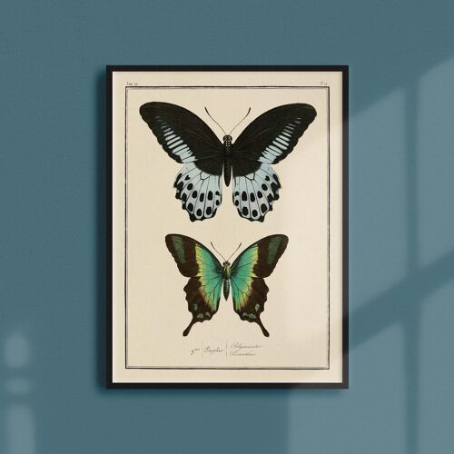 Affiche 21x30 - Papillons - Planche N°12