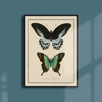 Poster 21x30 - Butterflies - Plate N ° 12