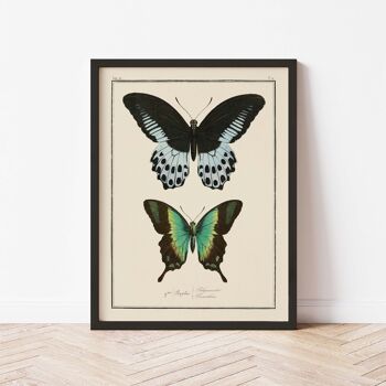 Affiche 21x30 - Papillons - Planche N°12 3