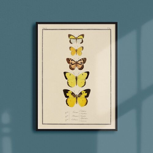 Affiche 21x30 - Papillons - Planche N°39