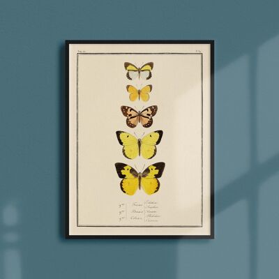 Poster 21x30 - Butterflies - Plate N ° 39