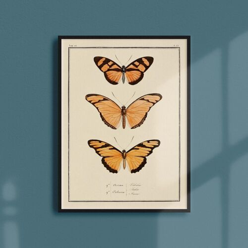 Affiche 21x30 - Papillons - Planche N°53