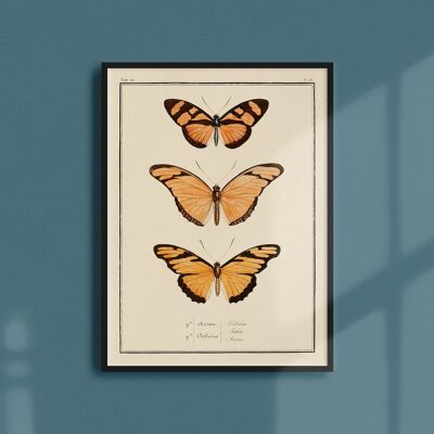 Poster 21x30 - Butterflies - Plate N ° 53