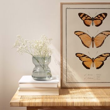 Affiche 21x30 - Papillons - Planche N°53 2