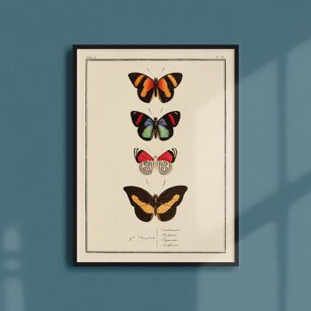 Affiche 21x30 - Papillons - Planche N°72 1