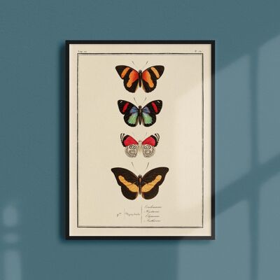 Poster 21x30 - Butterflies - Plate N ° 72