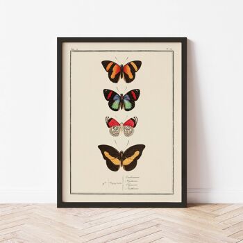Affiche 21x30 - Papillons - Planche N°72 3