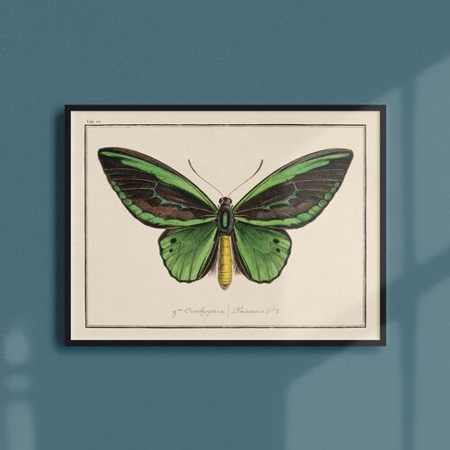 Affiche 21x30 - Papillons - Planche N°4