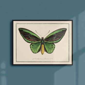 Affiche 21x30 - Papillons - Planche N°4 1