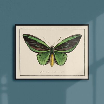 Poster 21x30 - Butterflies - Plate N ° 4