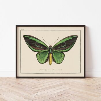 Affiche 21x30 - Papillons - Planche N°4 2