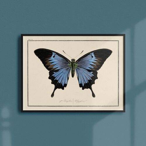 Affiche 21x30 - Papillons - Planche N°6