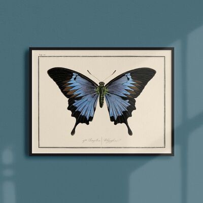 Poster 21x30 - Butterflies - Plate N ° 6