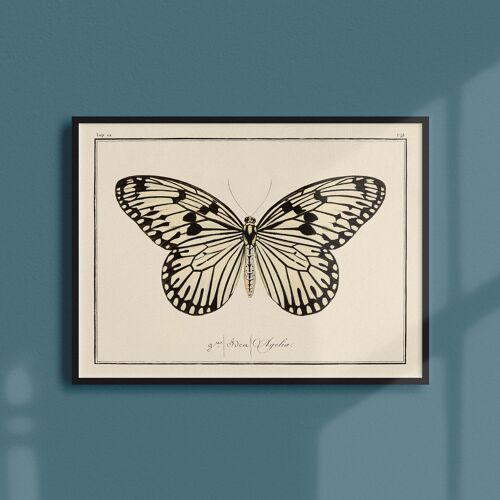 Affiche 21x30 - Papillons - Planche N°48
