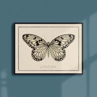 Poster 21x30 - Butterflies - Plate N ° 48