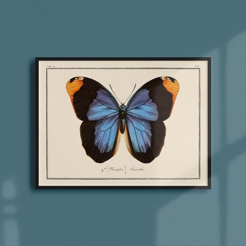 Affiche 21x30 - Papillons - Planche N°74