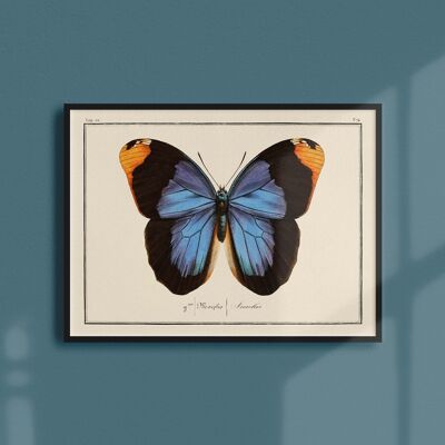 Poster 21x30 - Butterflies - Plate N ° 74