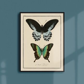 Affiche 30x40 - Papillons - Planche N°12 1