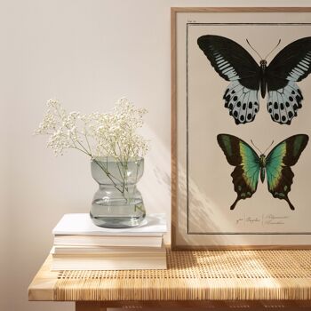 Affiche 30x40 - Papillons - Planche N°12 2