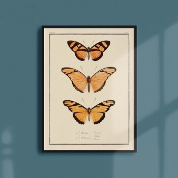 Affiche 30x40 - Papillons - Planche N°53 1