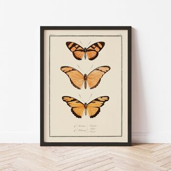 Affiche 30x40 - Papillons - Planche N°53 3