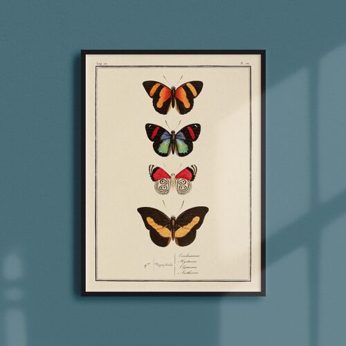 Affiche 30x40 - Papillons - Planche N°72
