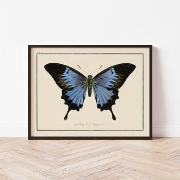 Affiche 30x40 - Papillons - Planche N°6 2