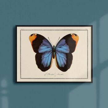 Affiche 30x40 - Papillons - Planche N°74 1
