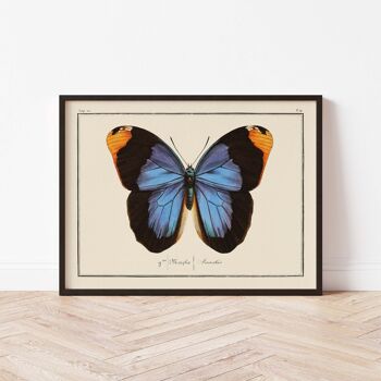 Affiche 30x40 - Papillons - Planche N°74 2