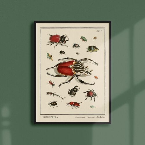 Affiche 21x30 - Insectes - Coleoptera - 1