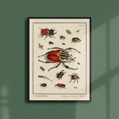 Poster 21x30 - Insekten - Coleoptera - 1