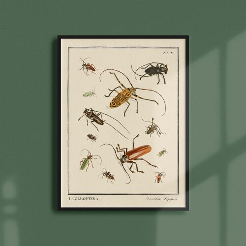 Affiche 21x30 - Insectes - Coleoptera - 2