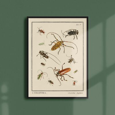 Poster 21x30 - Insekten - Coleoptera - 2