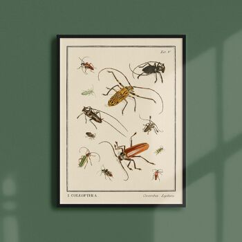 Affiche 21x30 - Insectes - Coleoptera - 2 1