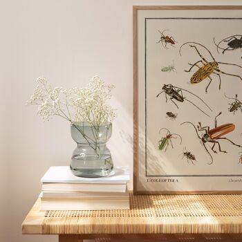 Affiche 21x30 - Insectes - Coleoptera - 2 2
