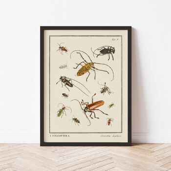 Affiche 21x30 - Insectes - Coleoptera - 2 3