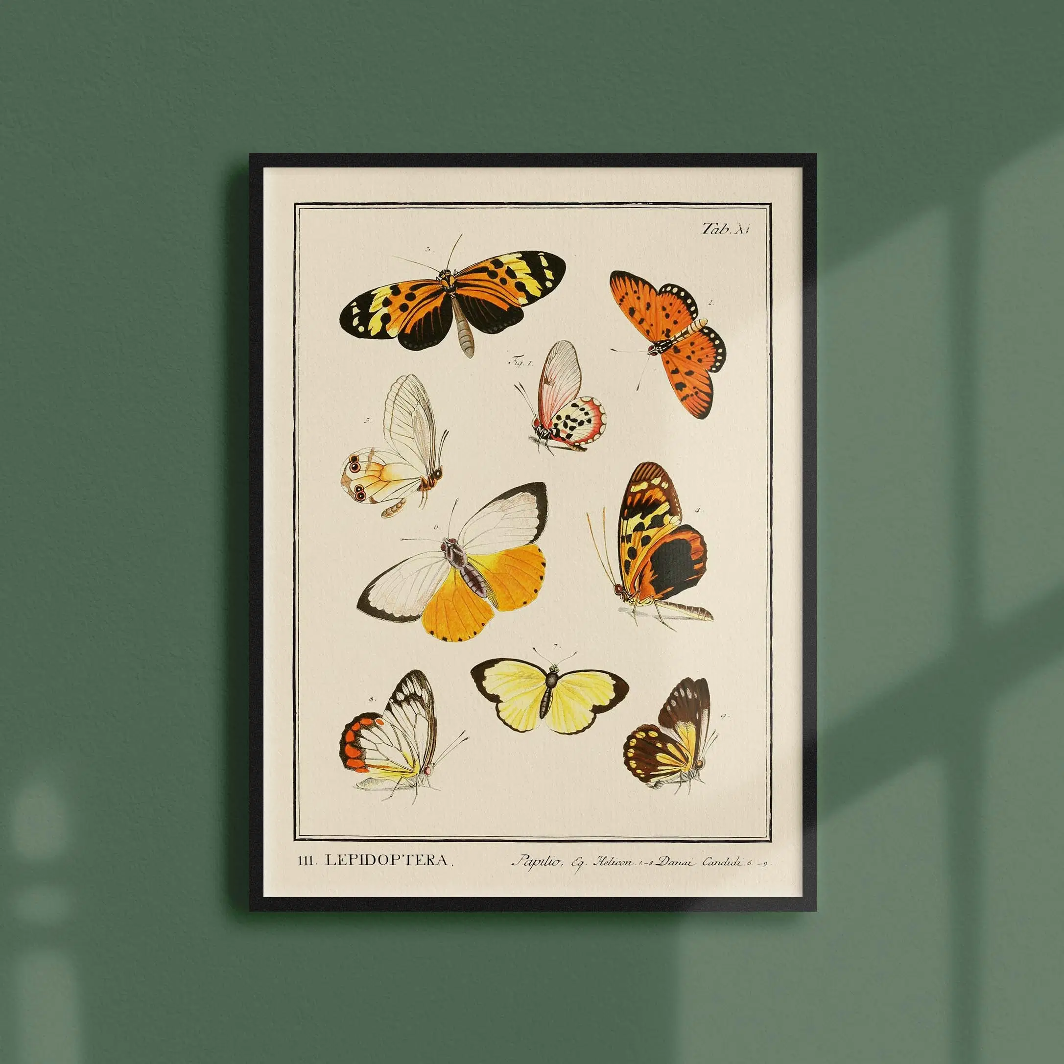 Achat Affiche 21x30 - Insectes - Lepidoptera - 1 en gros