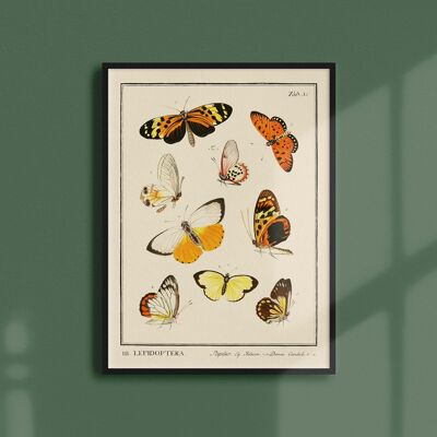 Poster 21x30 - Insekten - Schmetterlinge - 1