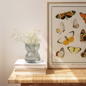 Affiche 21x30 - Insectes - Lepidoptera - 1 2