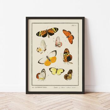 Affiche 21x30 - Insectes - Lepidoptera - 1 3