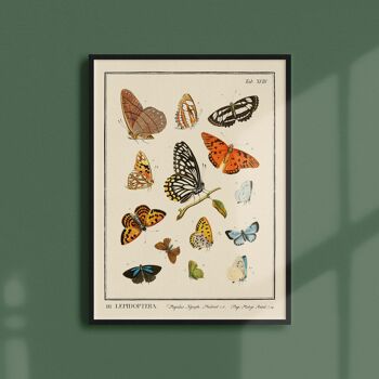 Affiche 21x30 - Insectes - Lepidoptera - 2 1