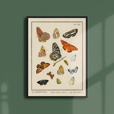 Poster 21x30 - Insekten - Schmetterlinge - 2