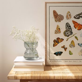 Affiche 21x30 - Insectes - Lepidoptera - 2 2
