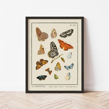 Affiche 21x30 - Insectes - Lepidoptera - 2 3