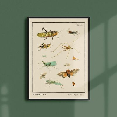 Póster 21x30 - Insectos - Hemiptera