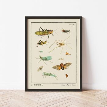 Affiche 21x30 - Insectes - Hemiptera 3