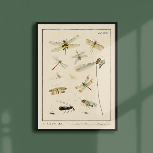 Affiche 21x30 - Insectes - Neuroptera