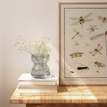 Affiche 21x30 - Insectes - Neuroptera 2