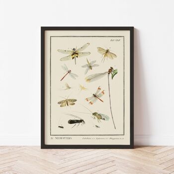 Affiche 21x30 - Insectes - Neuroptera 3